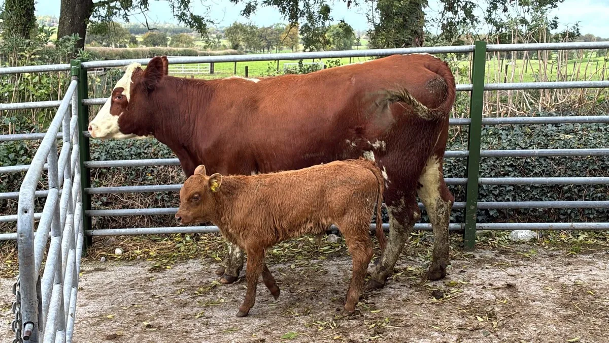 5 star Simmental cow and calf - Image 4