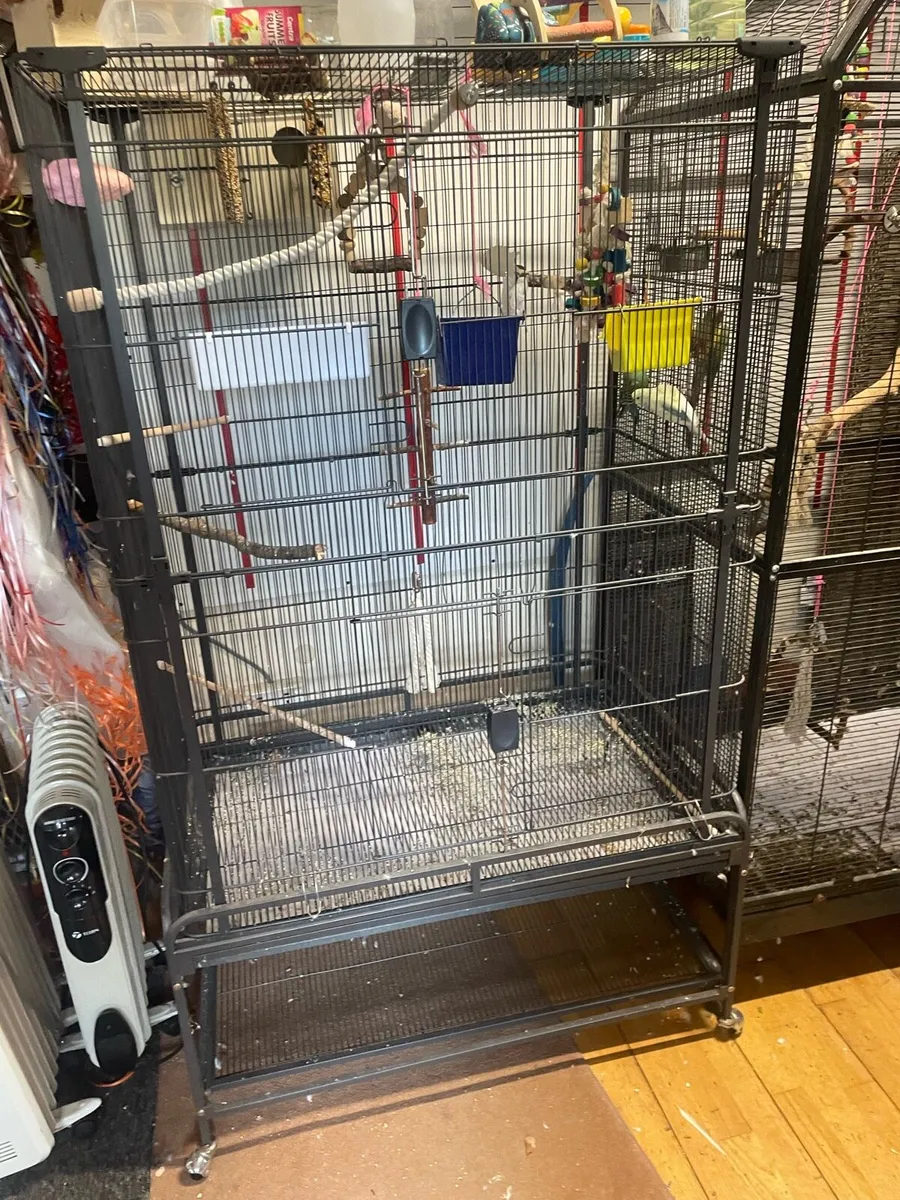 Budgies & cage - Image 2