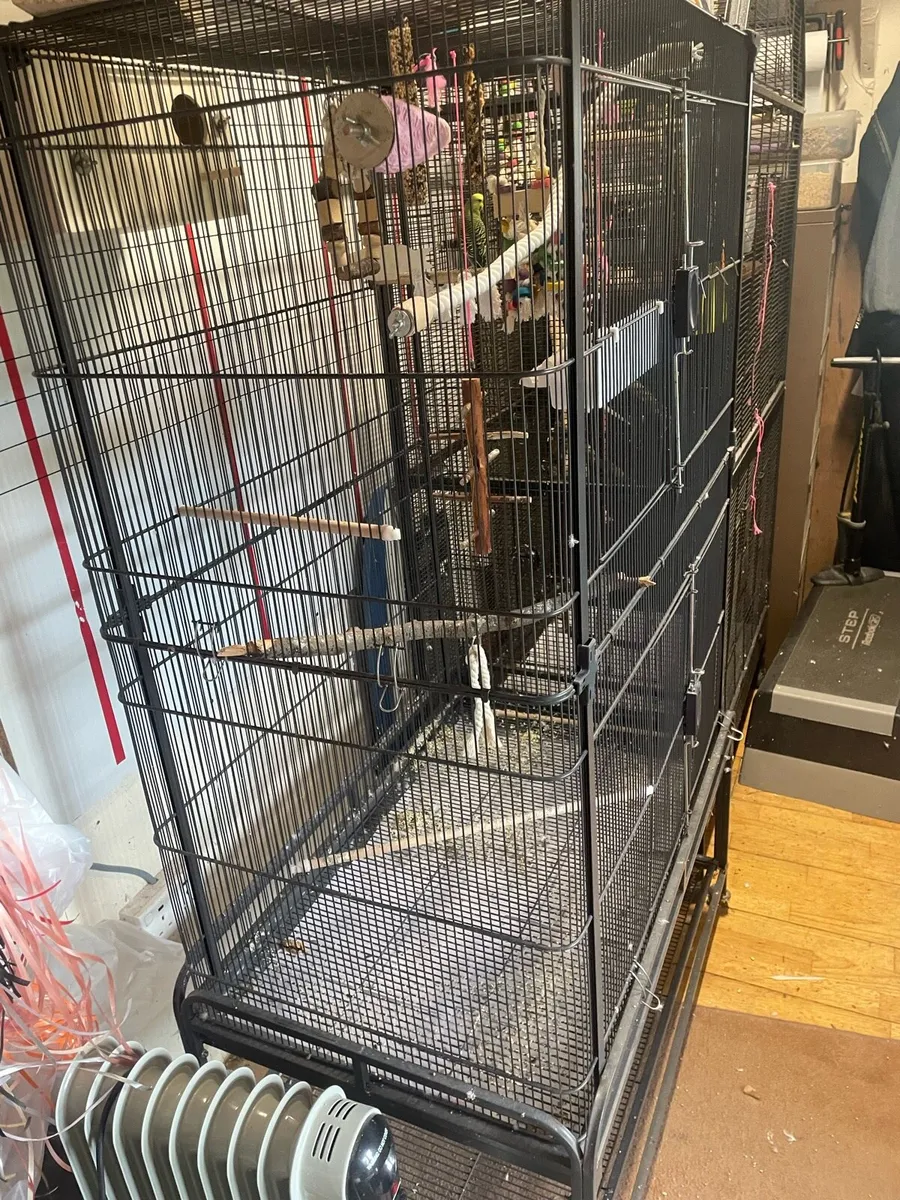 Budgies & cage - Image 3
