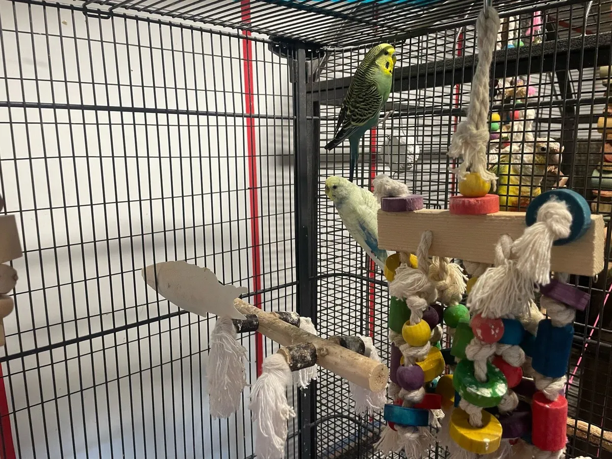 Budgies & cage - Image 1