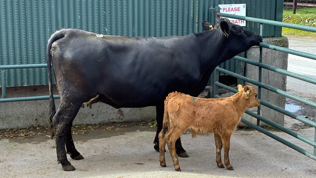 5 star limosin cow and calf - Image 1