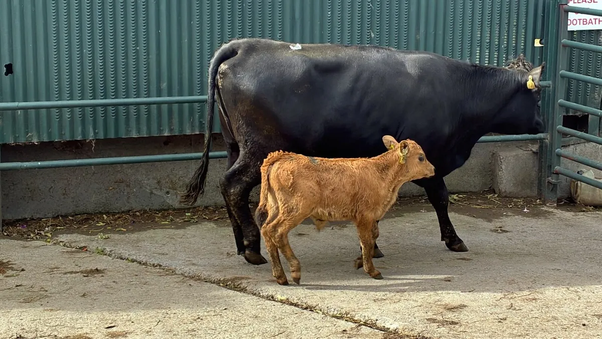 5 star limosin cow and calf - Image 2