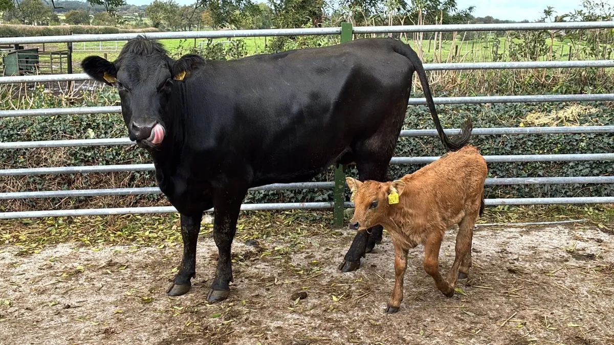 5 star limosin cow and calf - Image 3
