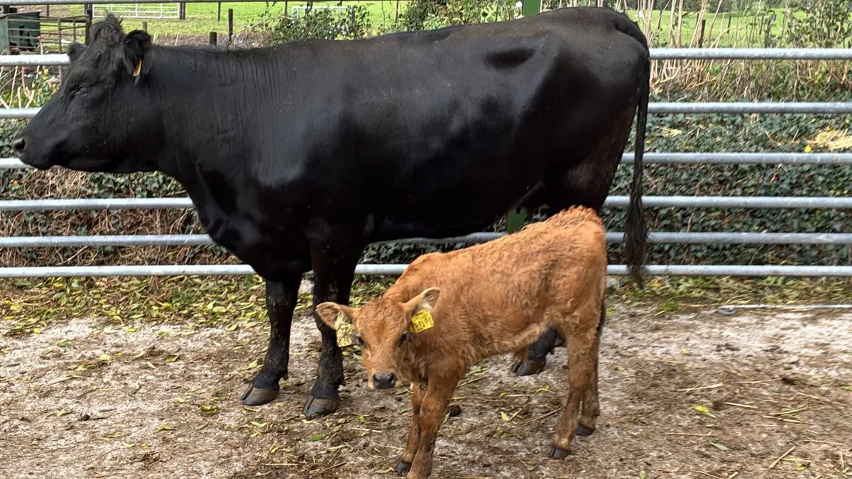 5 star limosin cow and calf - Image 4