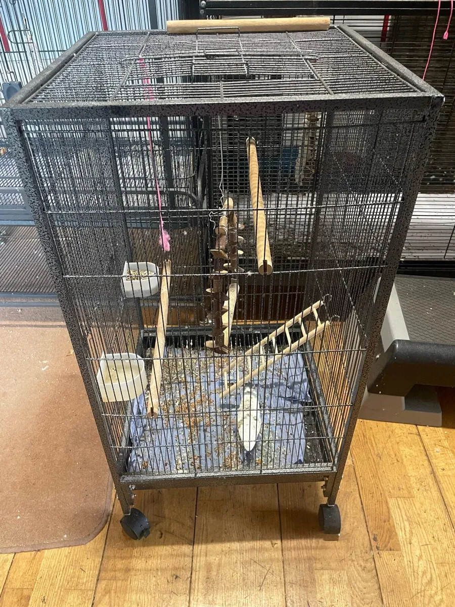 Conure Parrot & 2 cages - Image 3