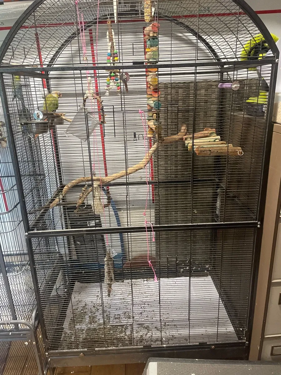 Conure Parrot & 2 cages - Image 4