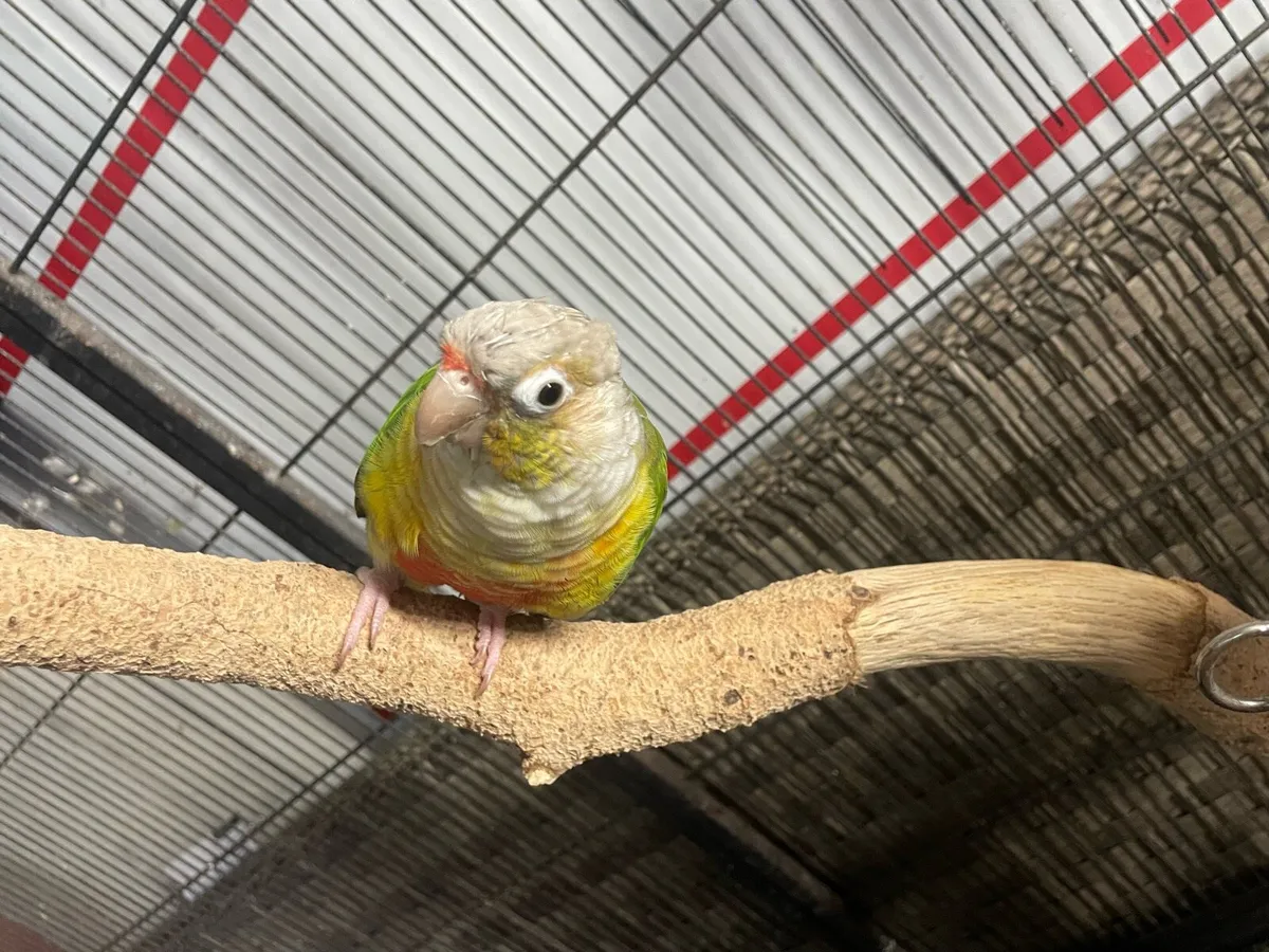 Conure Parrot & 2 cages - Image 2