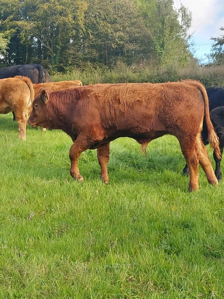 21 Organic Limousin Weanlings - Image 1