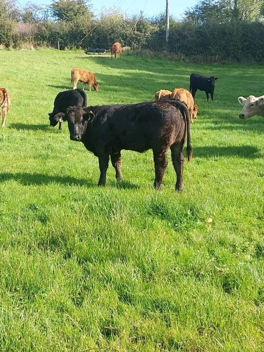 21 Organic Limousin Weanlings - Image 3