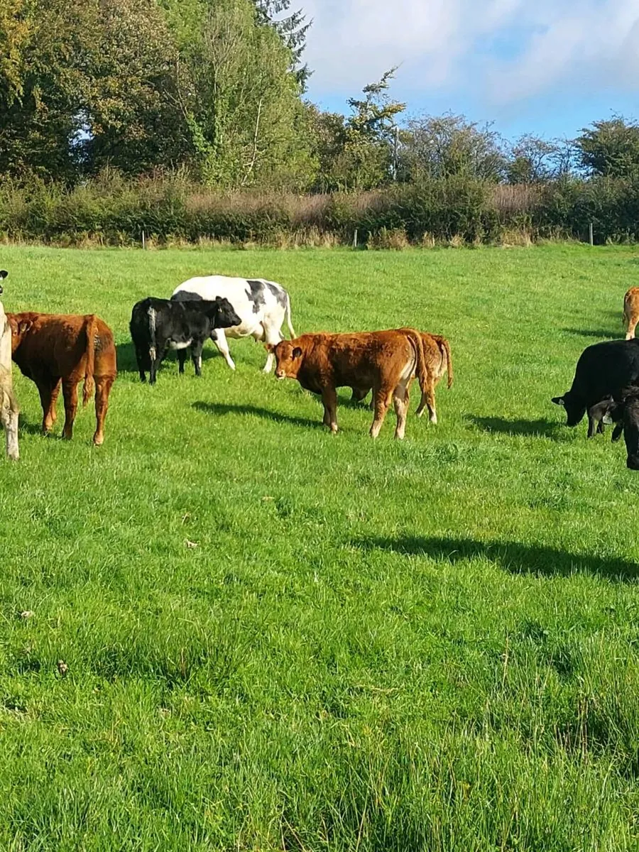 21 Organic Limousin Weanlings - Image 4