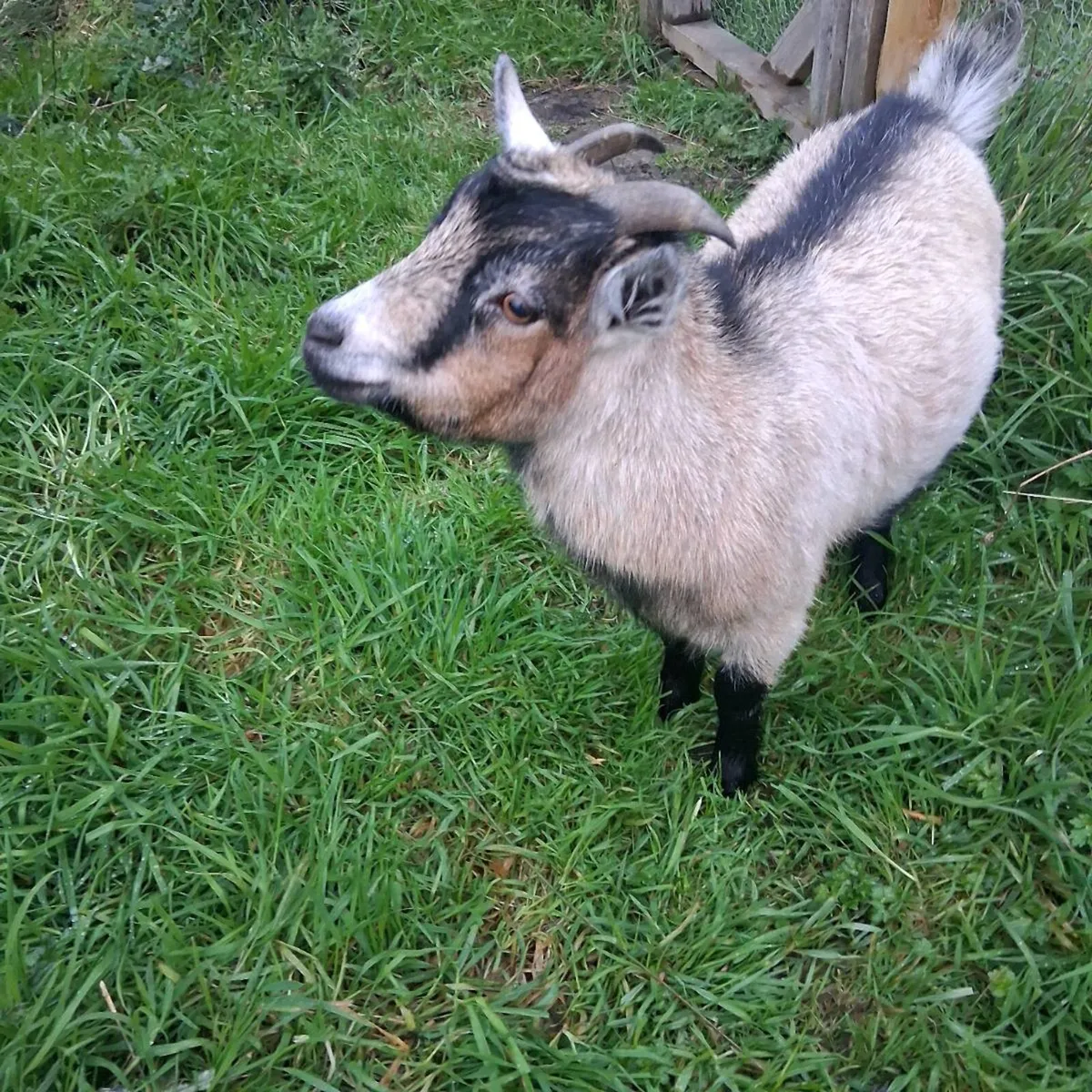 Pygmy Goats (18 months) - Image 1