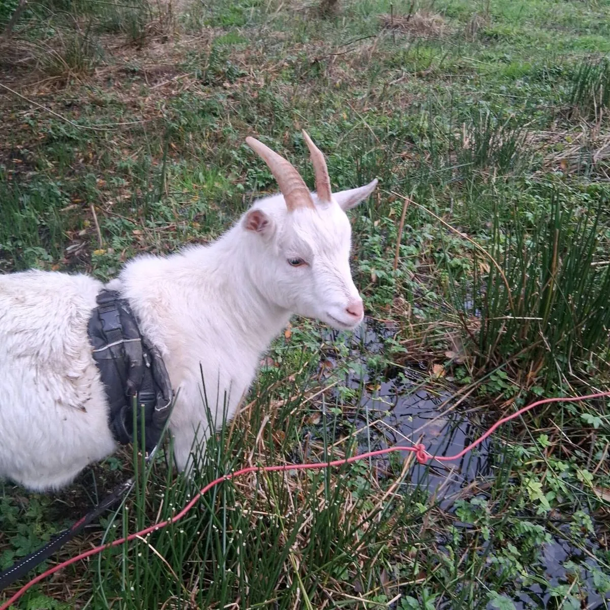 Pygmy Goats (18 months) - Image 2