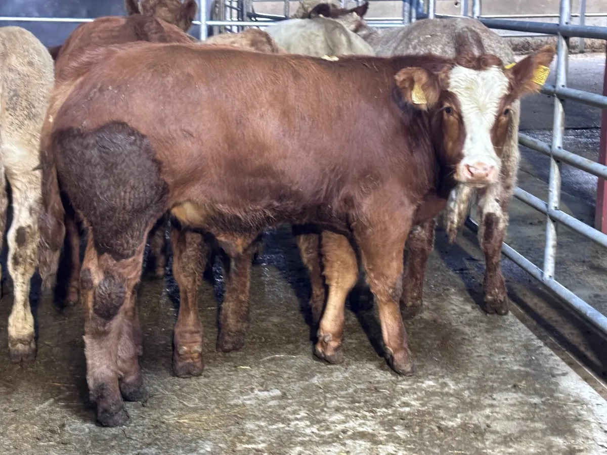 9 top quality suckler bred bull Weanlings for sale - Image 1