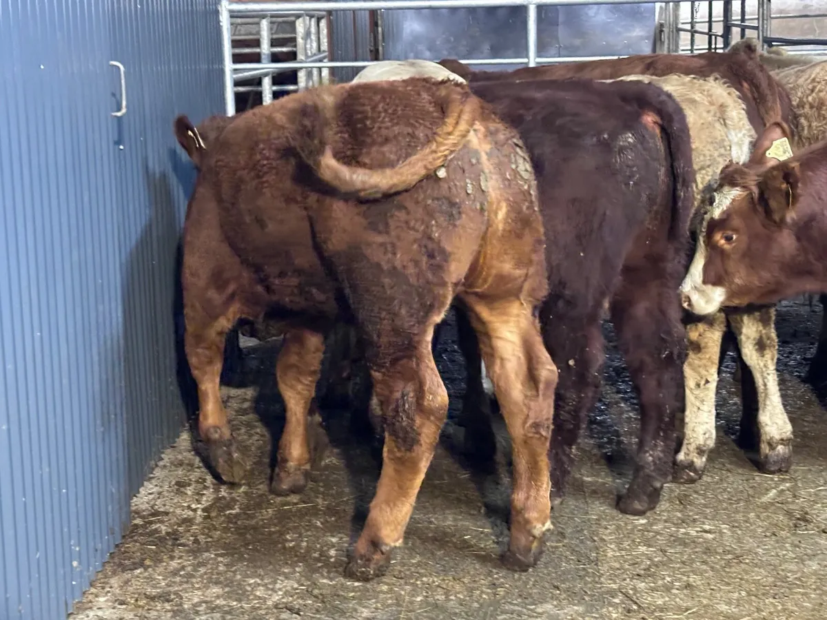 9 top quality suckler bred bull Weanlings for sale - Image 4