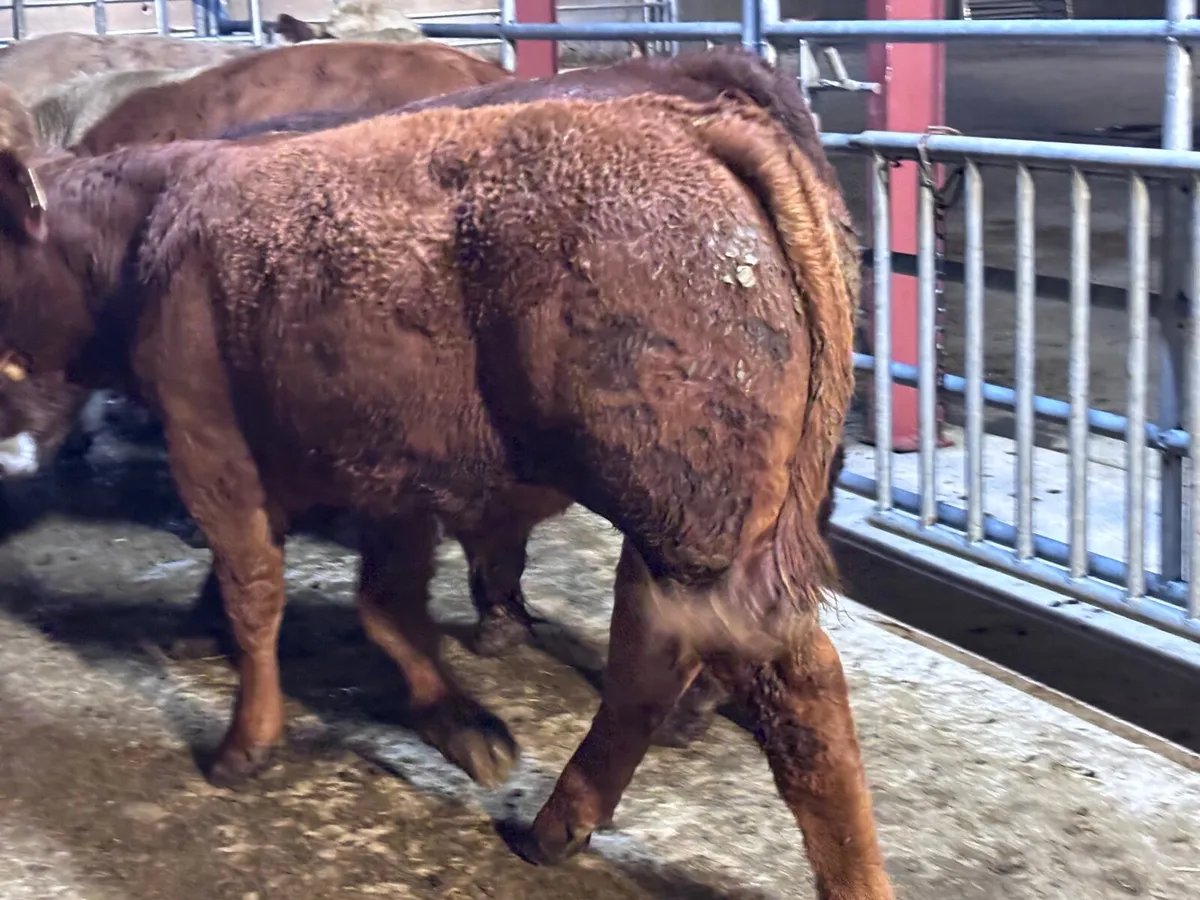9 top quality suckler bred bull Weanlings for sale - Image 2