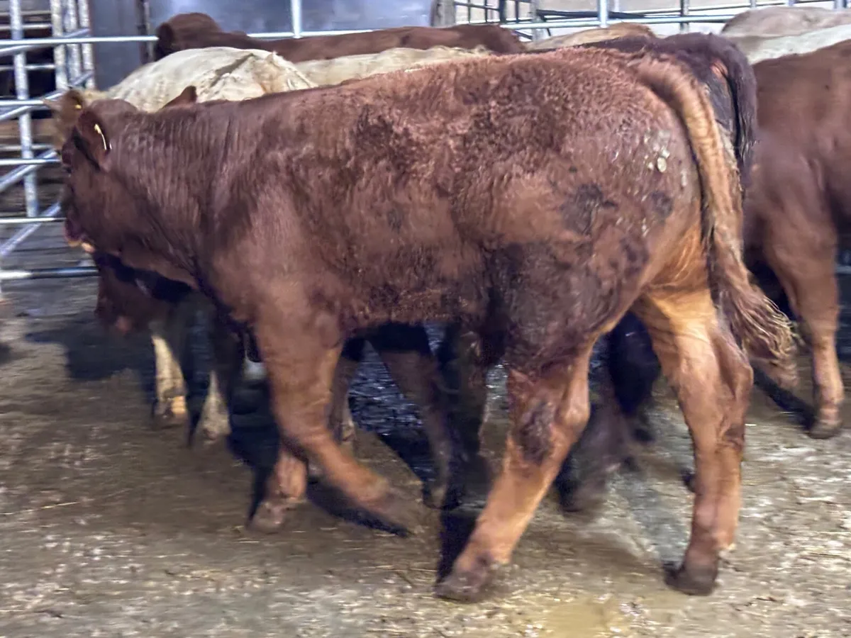 9 top quality suckler bred bull Weanlings for sale - Image 3