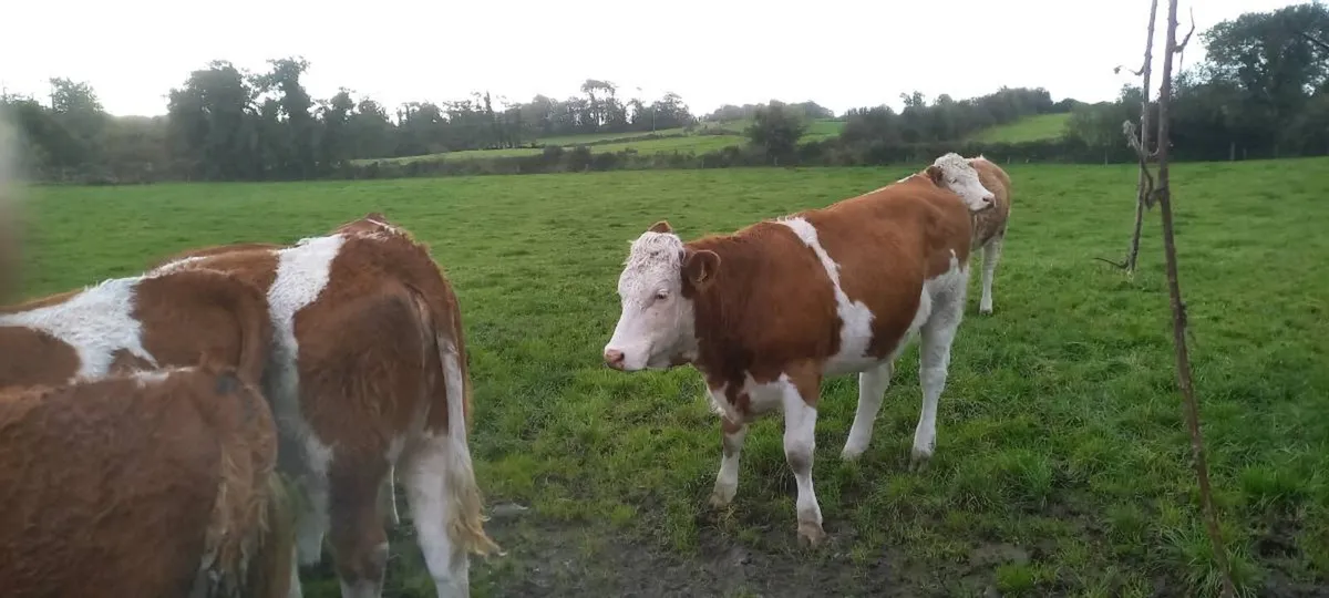 Simmental cross heifers - Image 2