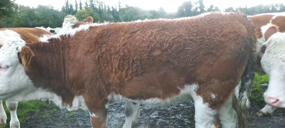 Simmental cross heifers - Image 3