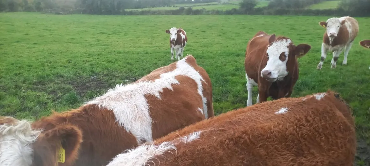 Simmental cross heifers - Image 4