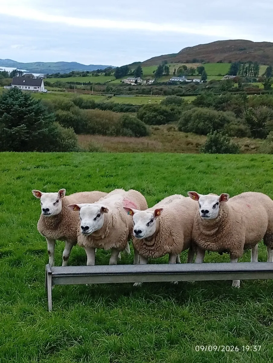 PURE BRED TEXEL RAMS - Image 2