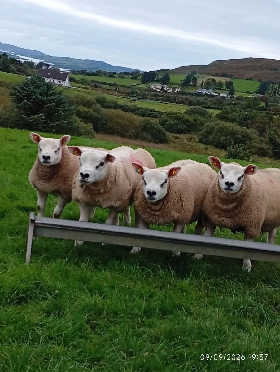 PURE BRED TEXEL RAMS - Image 3
