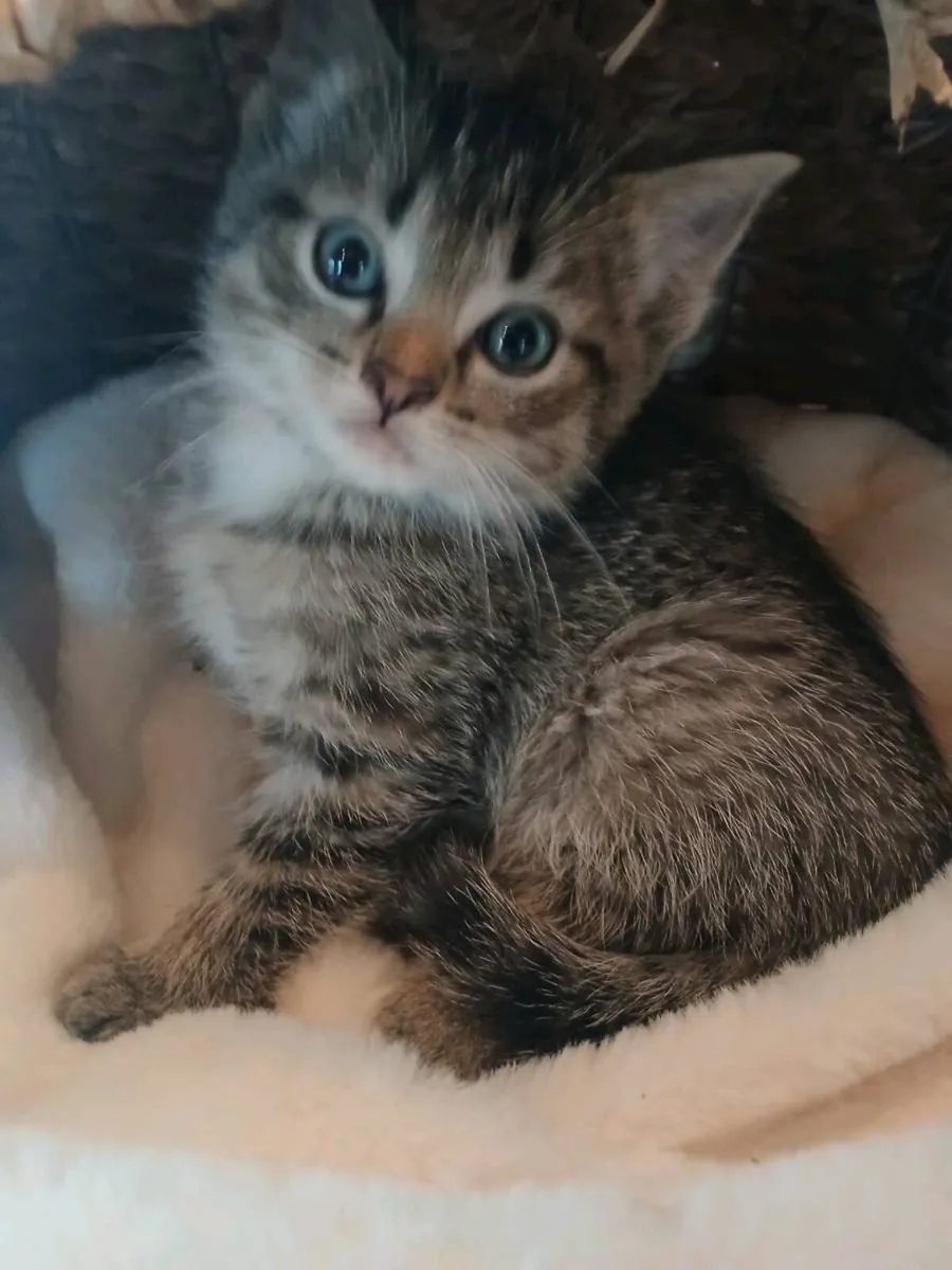 Scottish fold kitten - Image 3