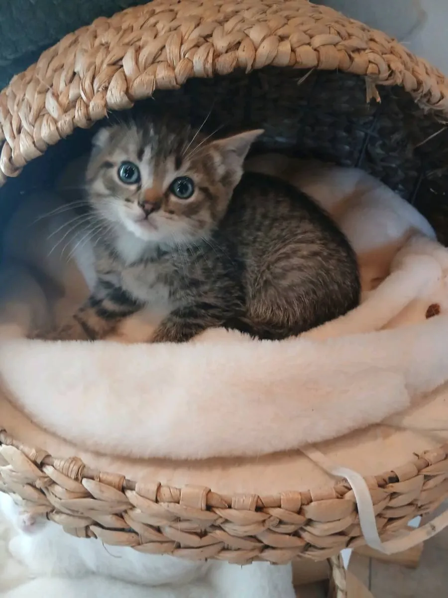 Scottish fold kitten - Image 4