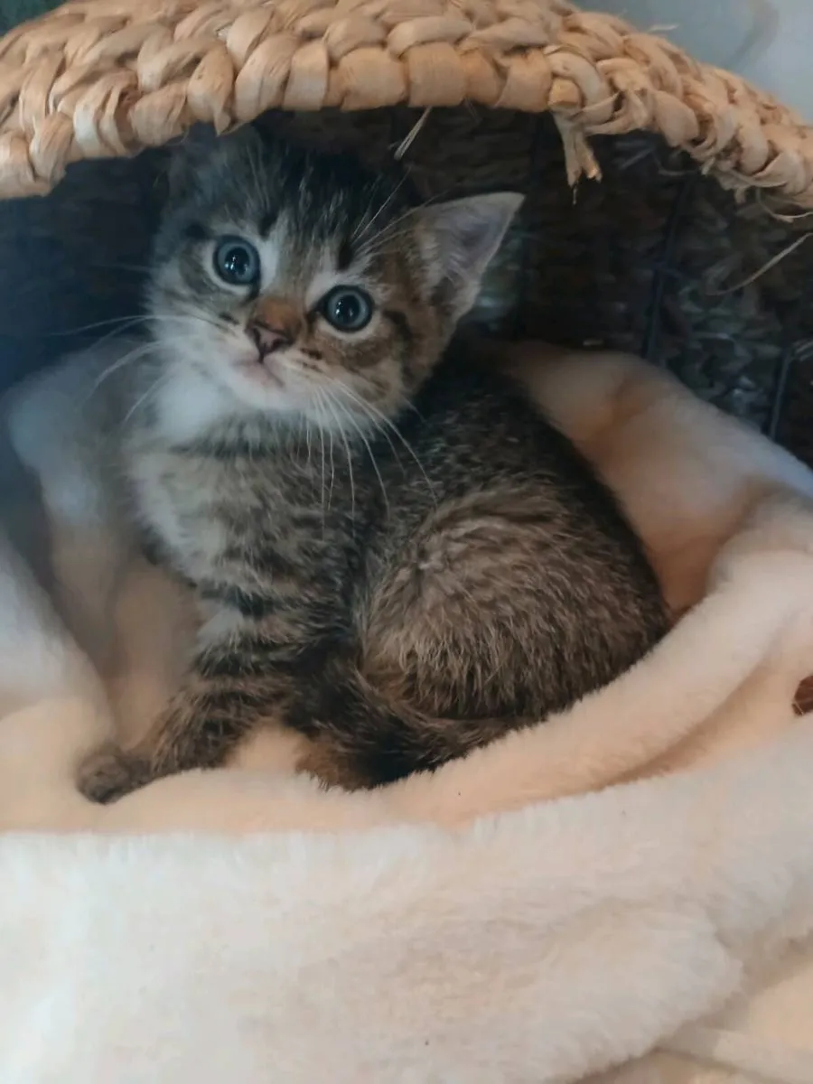 Scottish fold kitten - Image 1