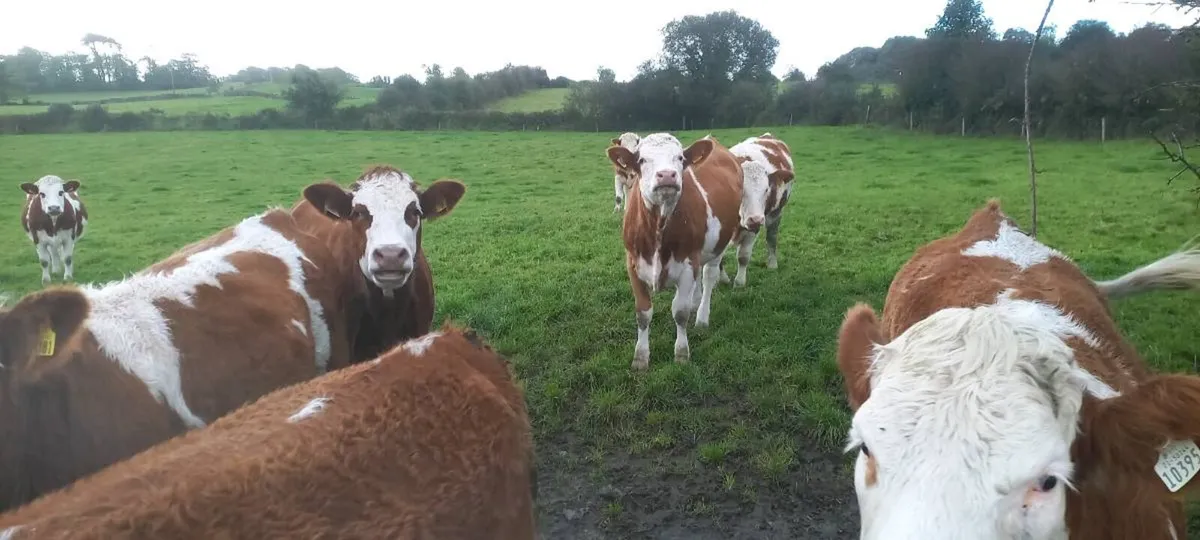 Simmental cross heifers - Image 1