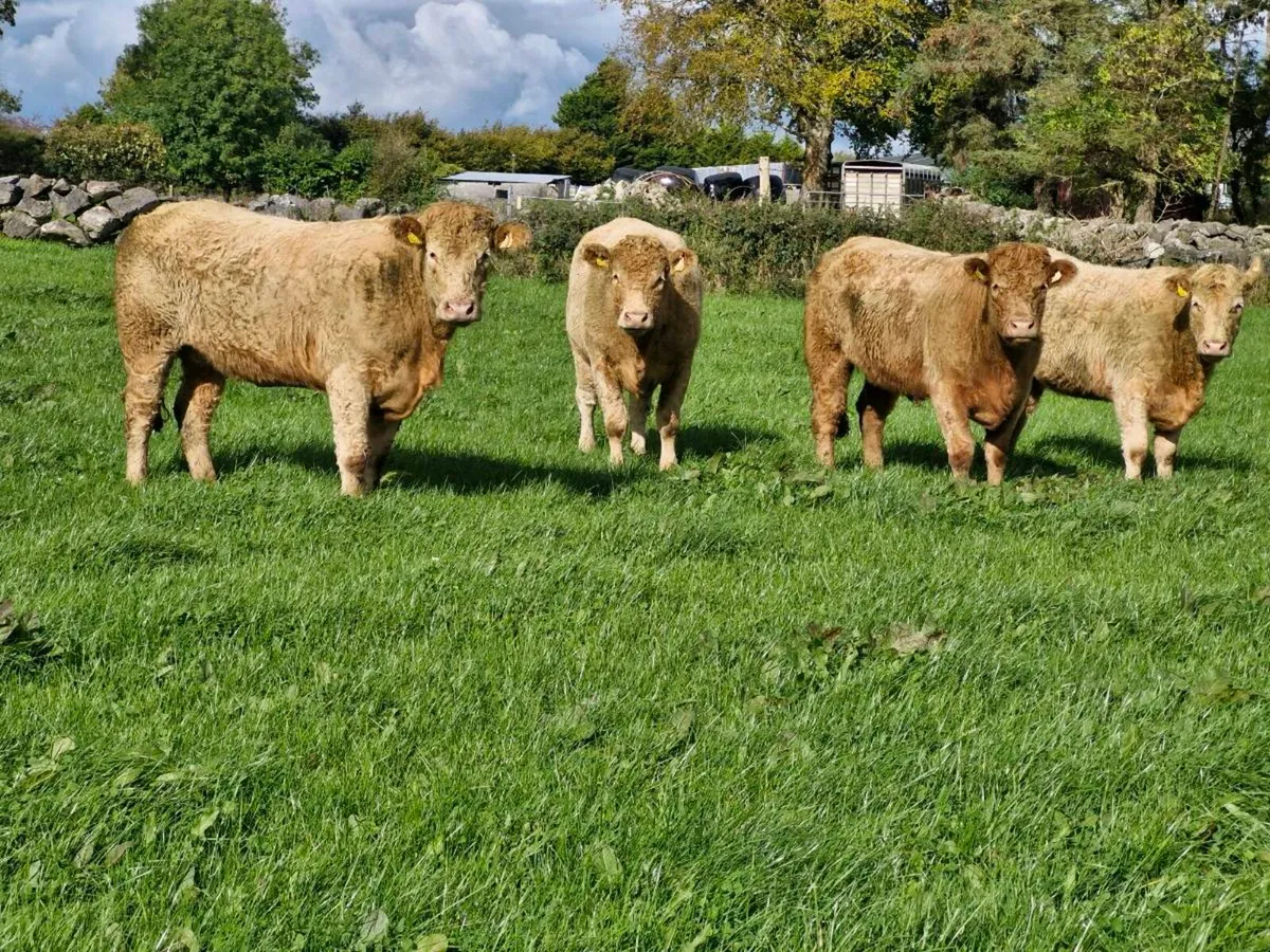 Incalf heifers - Image 1