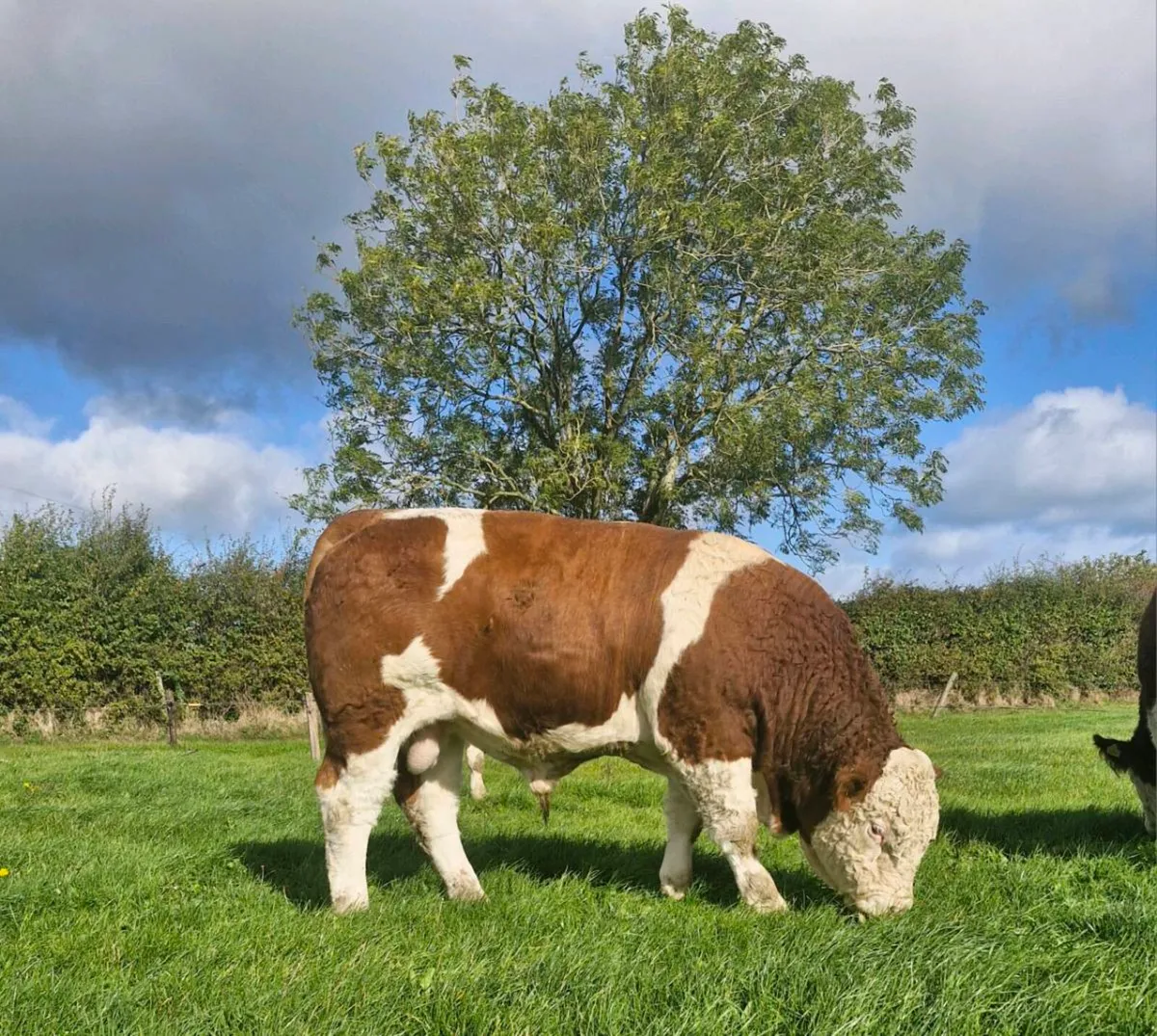 Pedigree Simmental Bull - Image 1