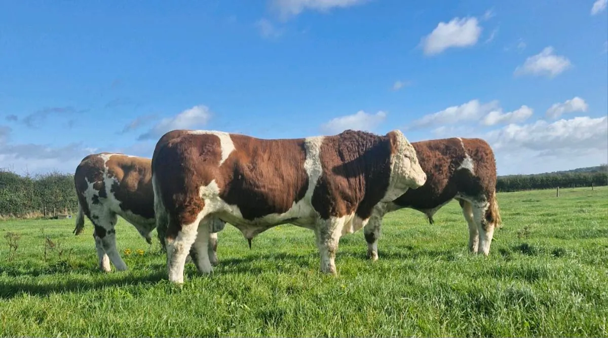Pedigree Simmental Bull - Image 2