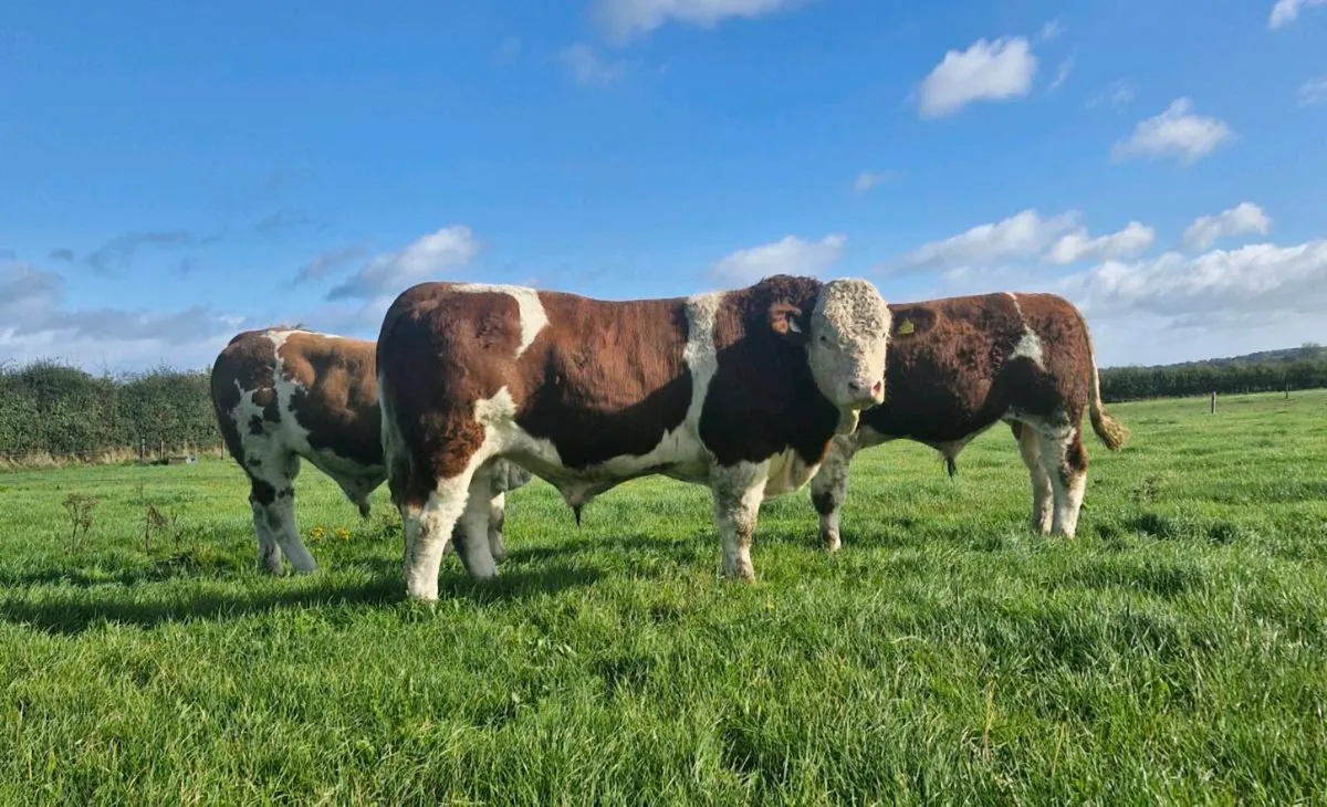 Pedigree Simmental Bull - Image 3