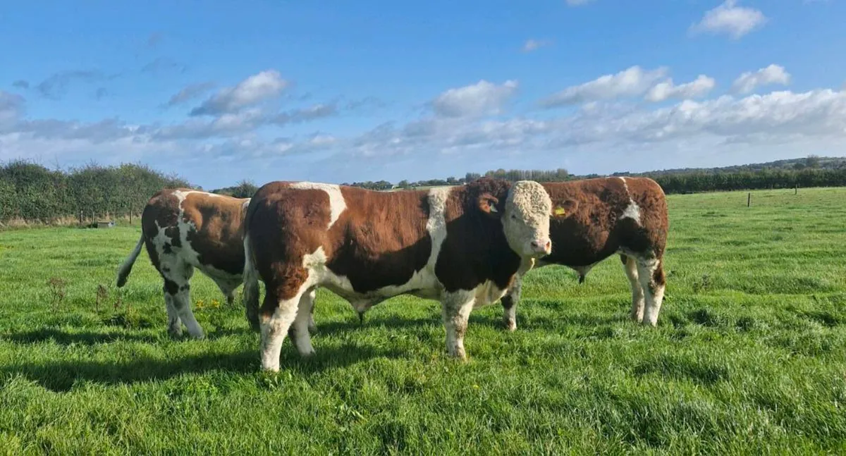 Pedigree Simmental Bull - Image 4