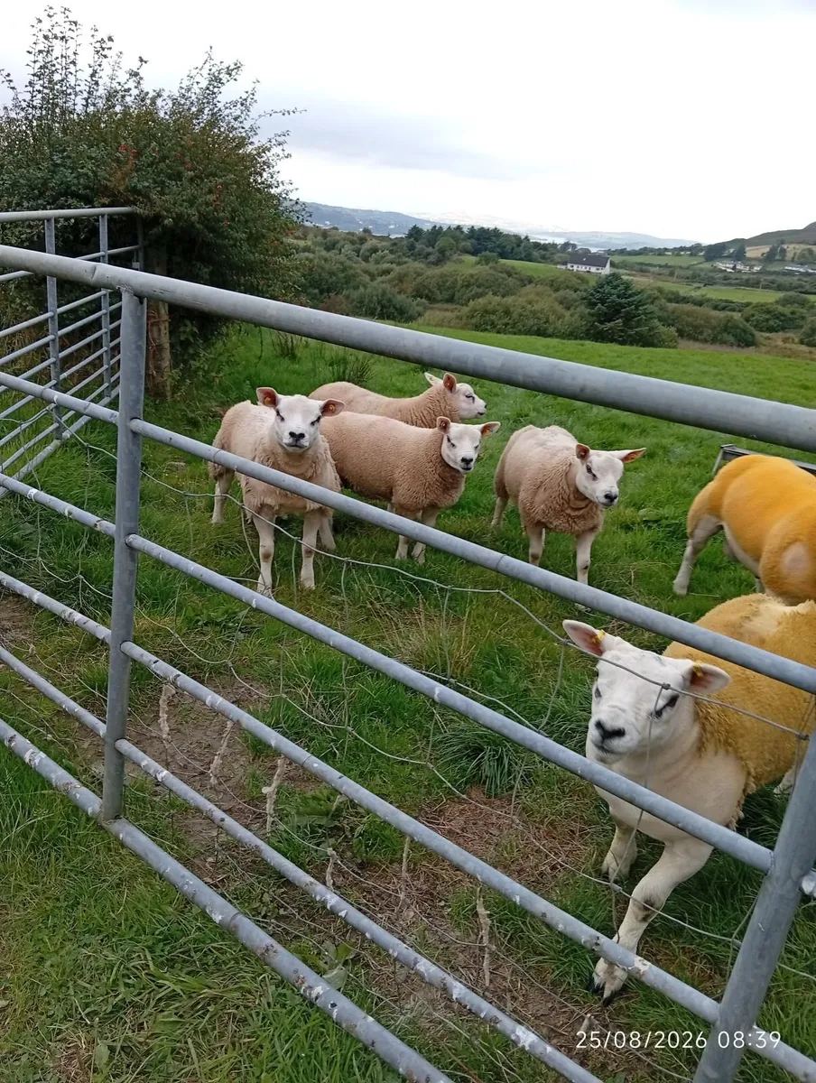 PURE BRED TEXEL RAMS - Image 4