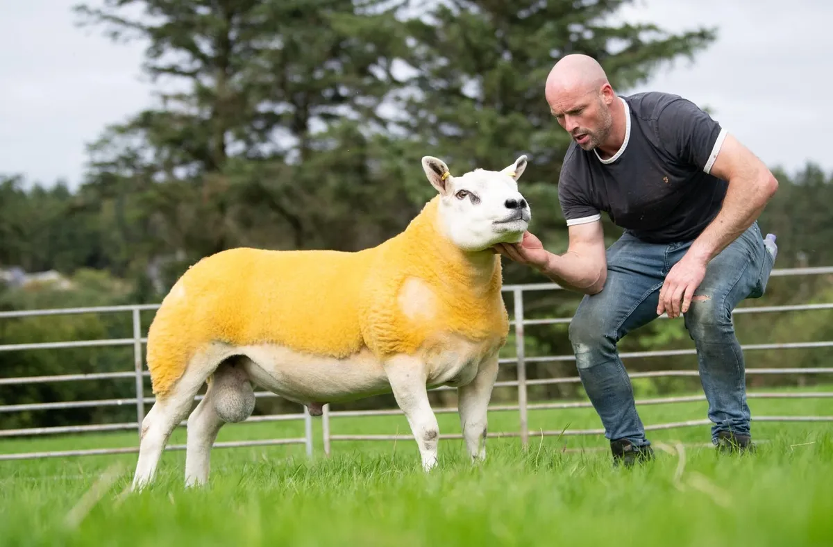 PURE BRED TEXEL RAMS - Image 1