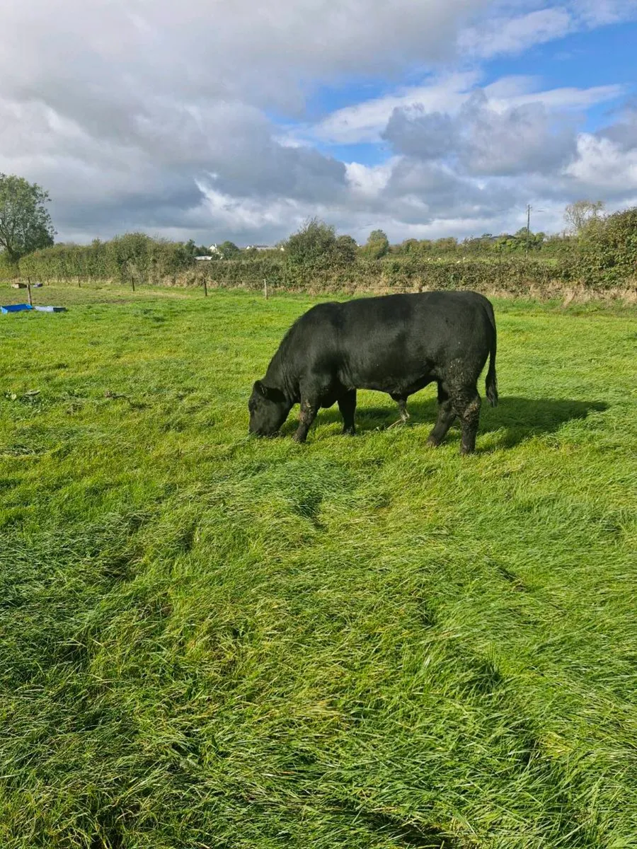 Pedigree Angus Bull - Image 1