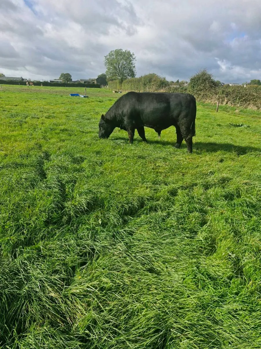 Pedigree Angus Bull - Image 2