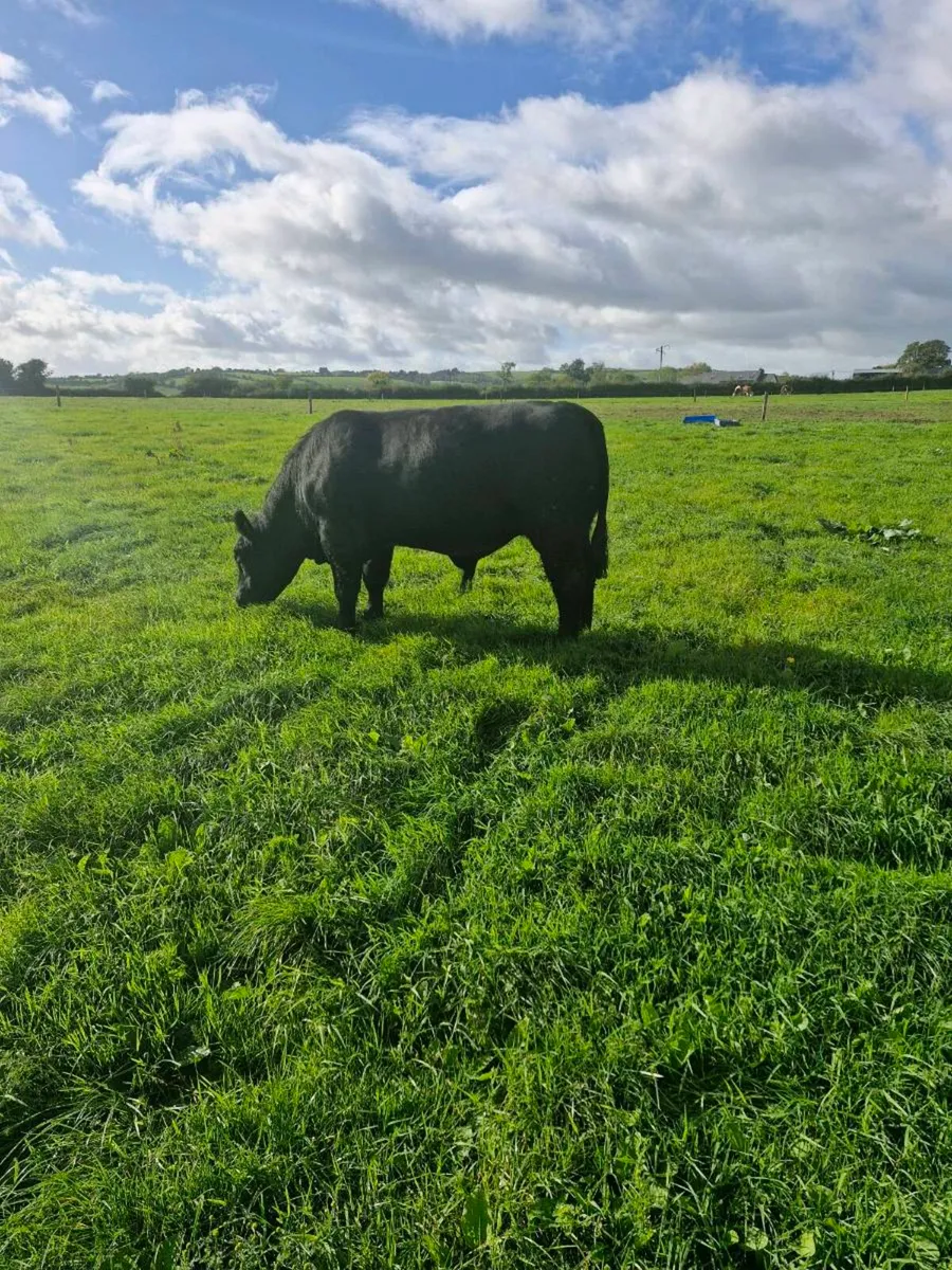 Pedigree Angus Bull - Image 3
