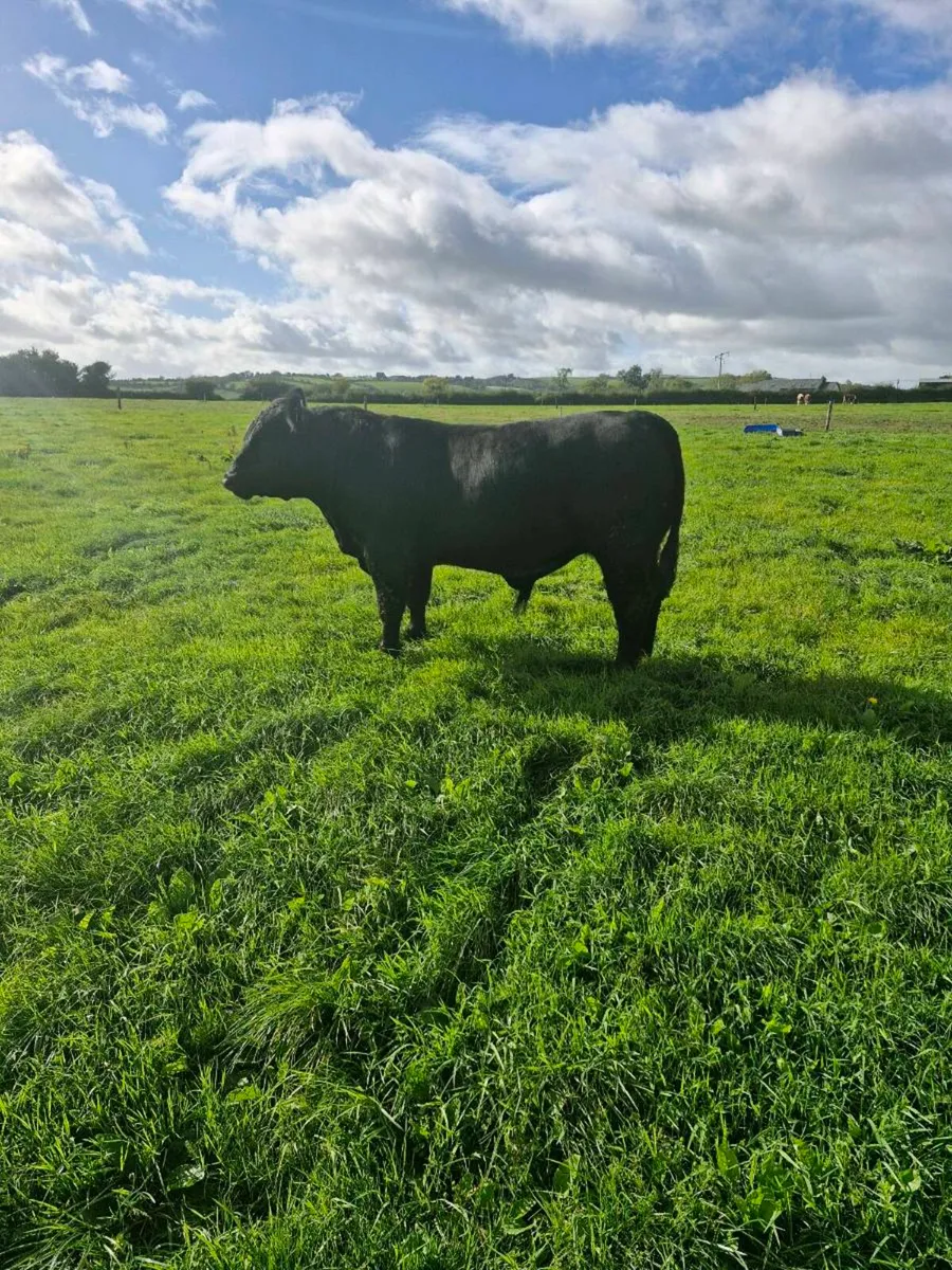 Pedigree Angus Bull - Image 4