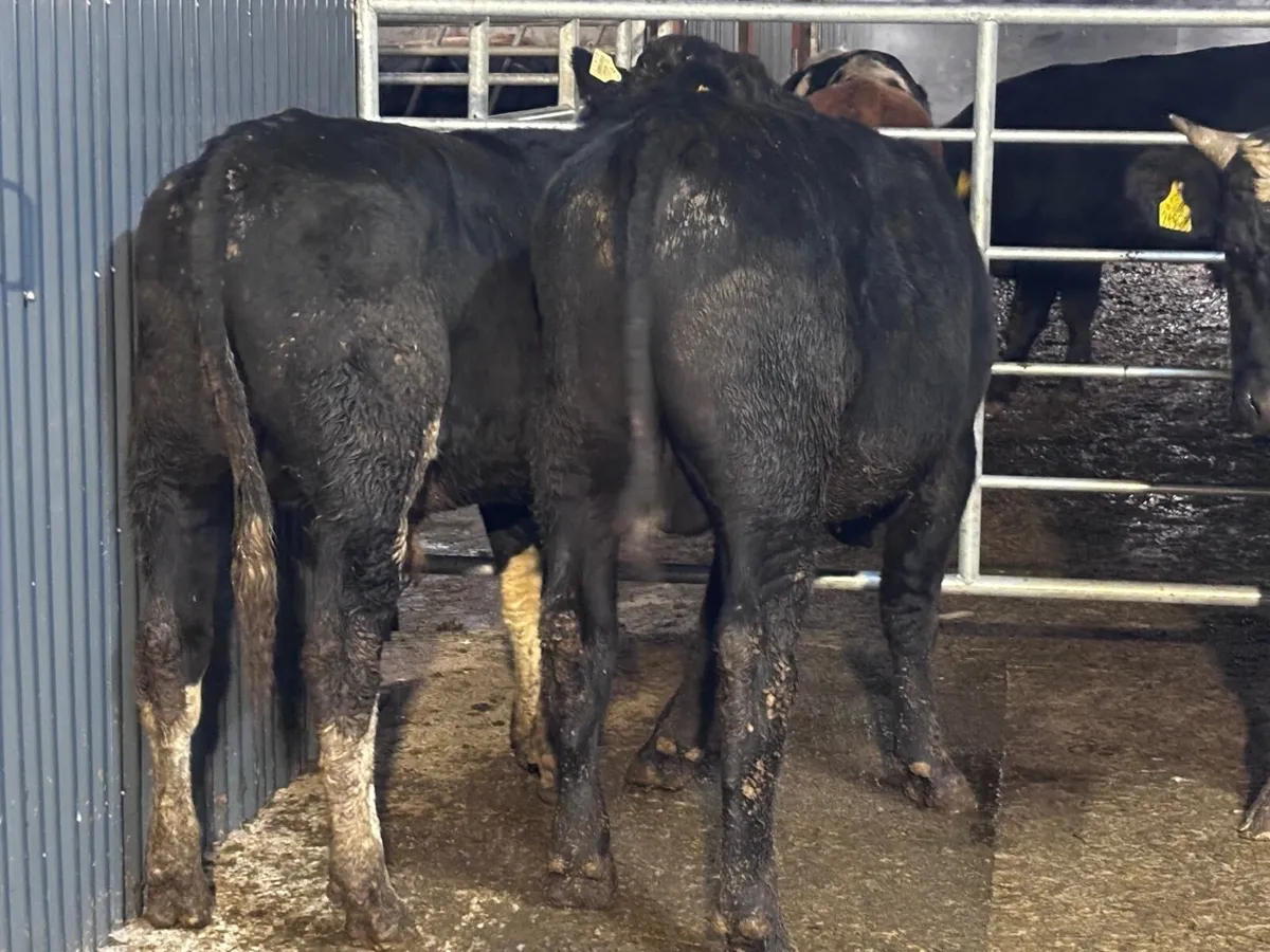 3 bullocks for sale - Image 1
