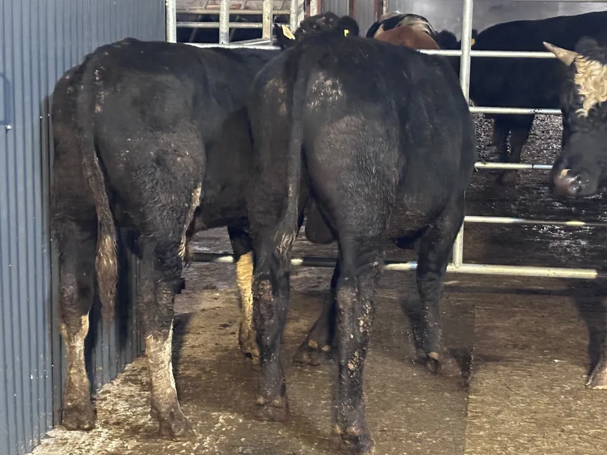 3 bullocks for sale - Image 2