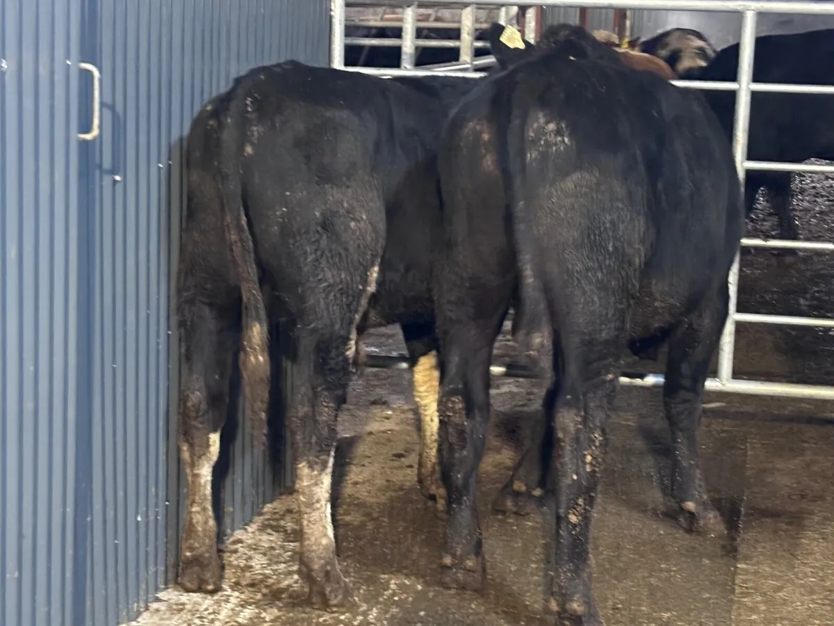 3 bullocks for sale - Image 3
