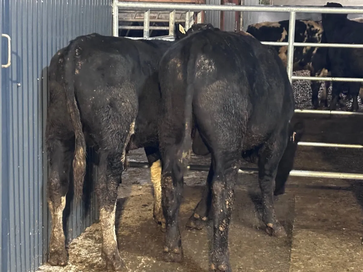 3 bullocks for sale - Image 4