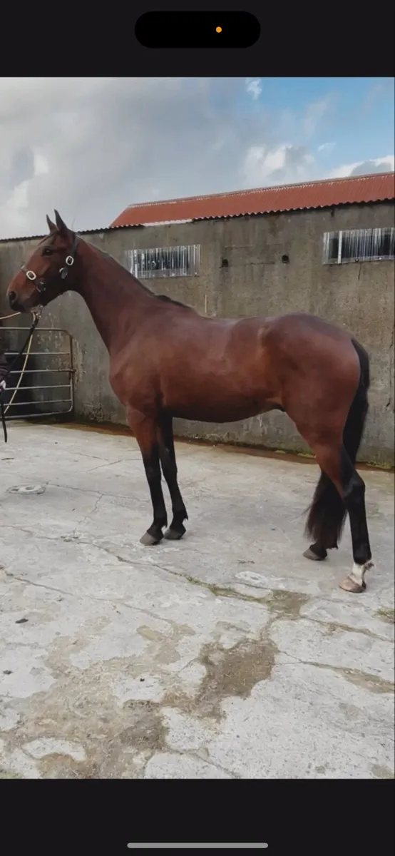Top prospect future Event/jumping horse - Image 1
