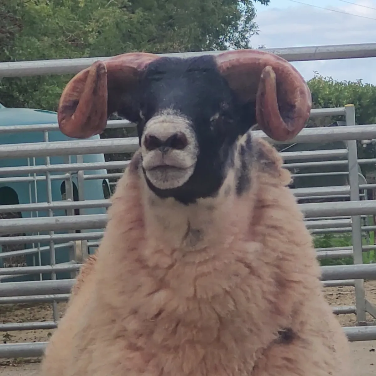 Lanark Ram Lamb - Image 1