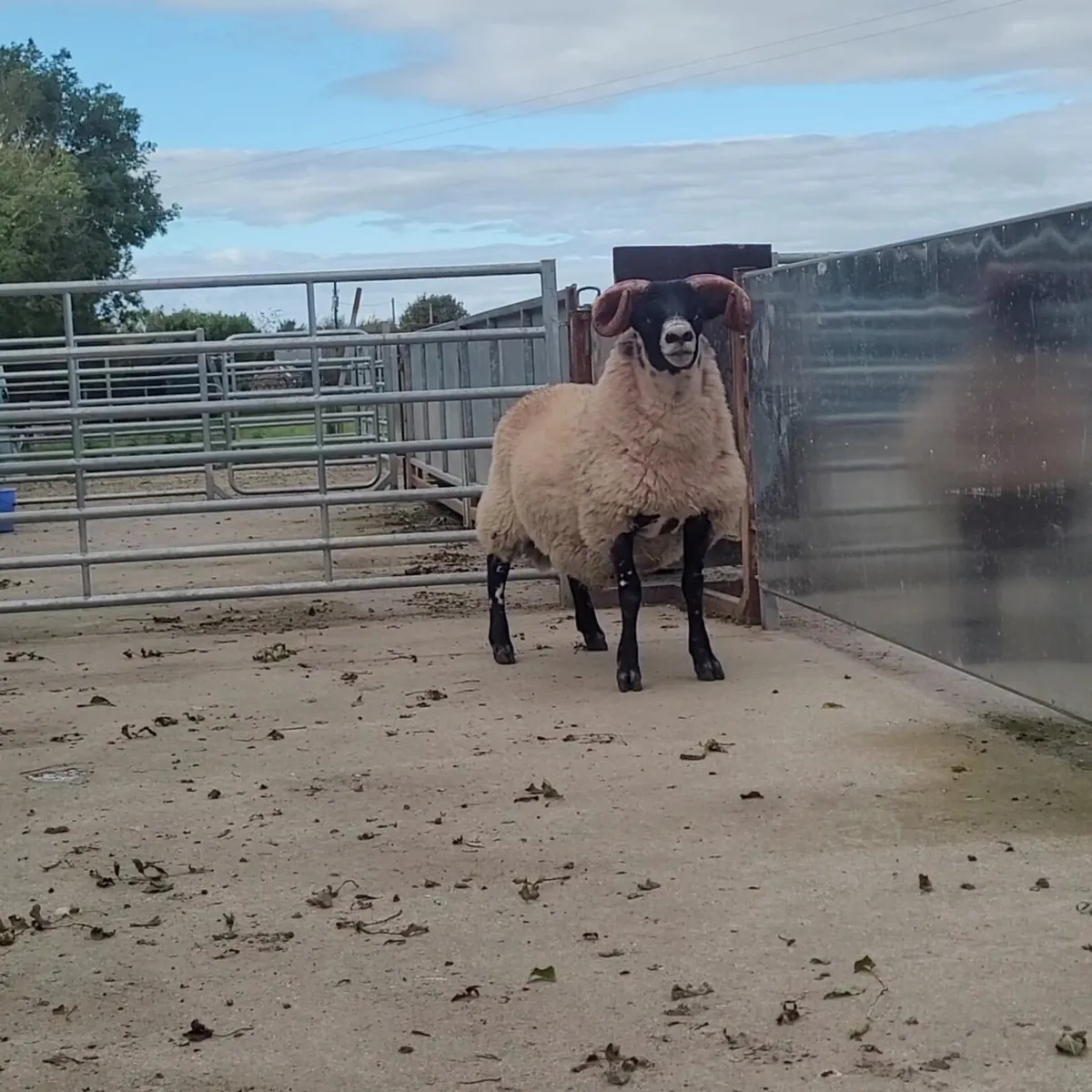 Lanark Ram Lamb - Image 2