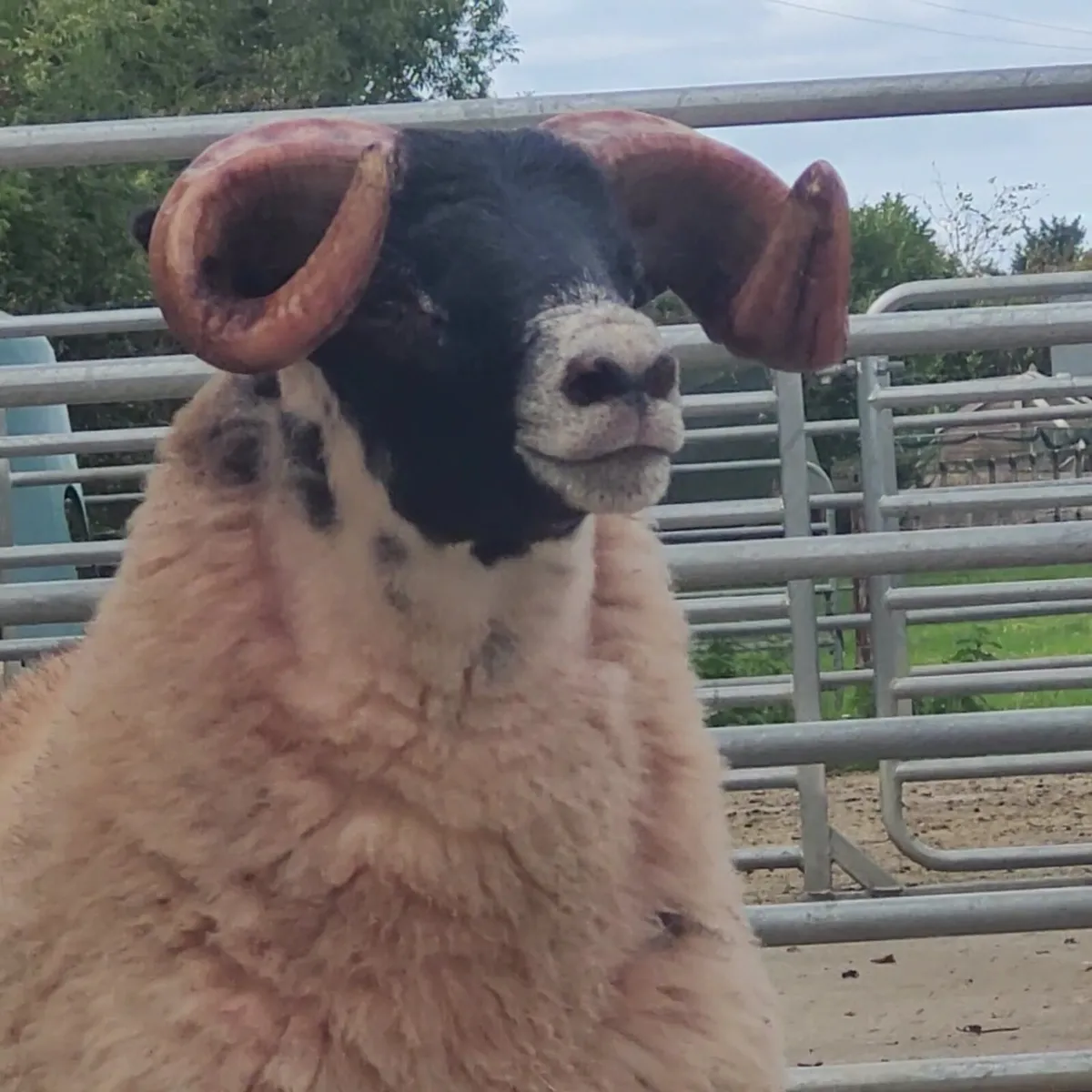 Lanark Ram Lamb - Image 3