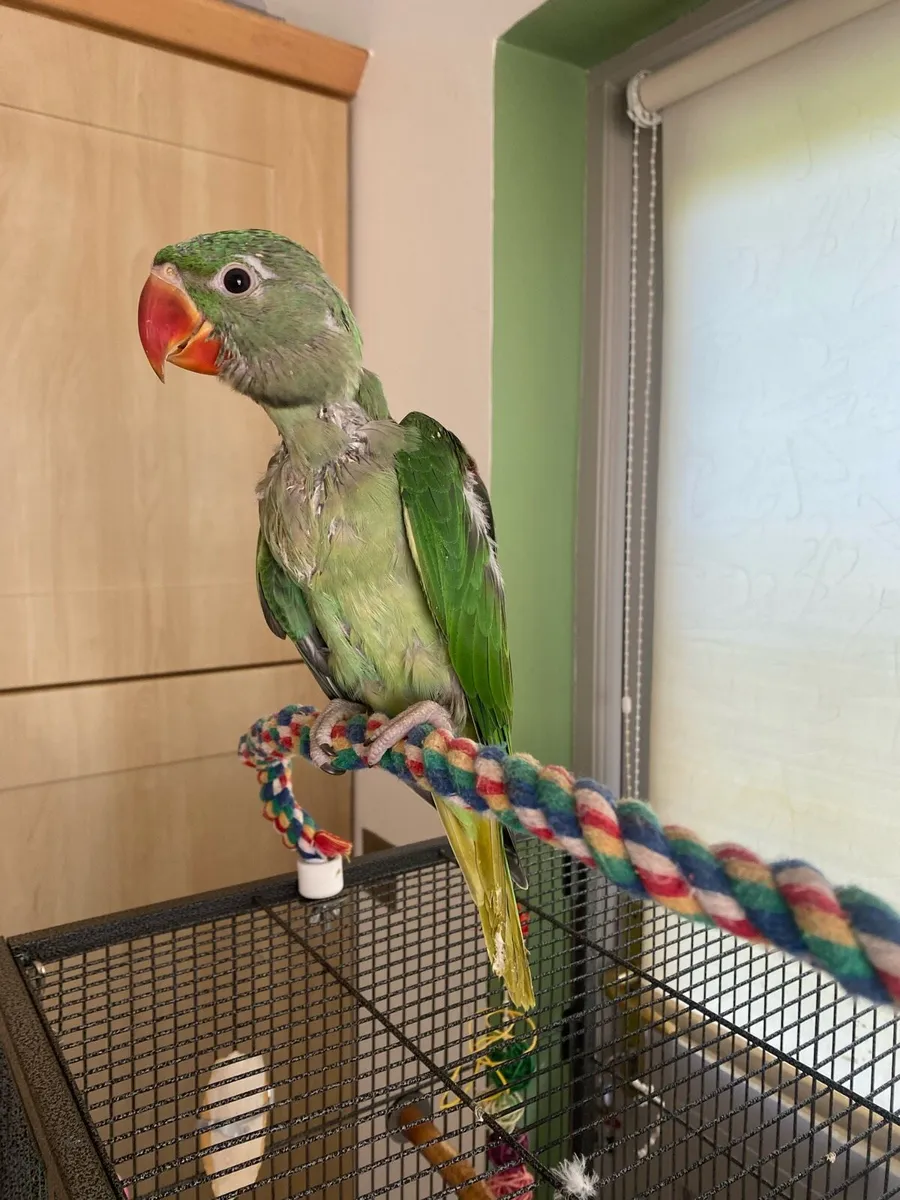 Hand Reared Baby Alexandrine Male Parrot - Image 1