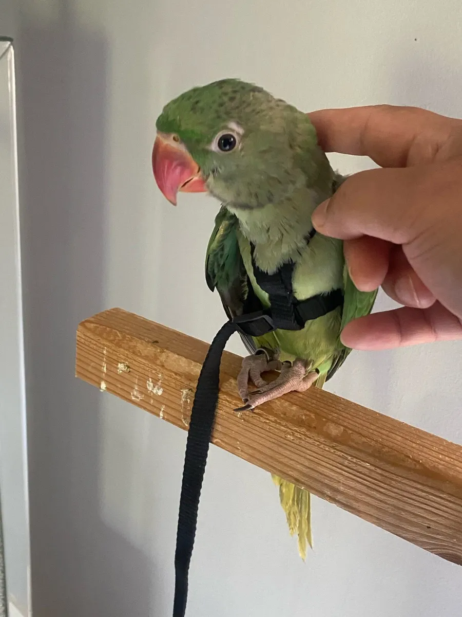 Hand Reared Baby Alexandrine Male Parrot - Image 2